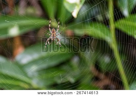 Spider In His Own Net On Guard - Cross Spider