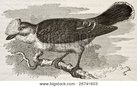 White-crested Helmklauwieren oude illustratie (Prionops plumatus). Gemaakt door Kretschmer, geplaatst op