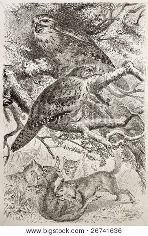 Alaca omuzlu Podargus eski illüstrasyon (Podargus humeralis). Kretschmer ve Illner, p tarafından oluşturulmuş