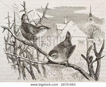 Staré ilustrace Pěvuška modrá (Prunella modularis). Vytvořil(a) Kretschmer, publikoval v Merveilles de la 