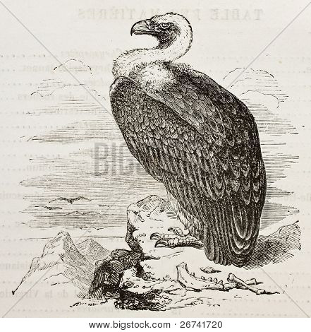 Sup sup staré ilustrace (SUP fulvus). Vytvořil neznámý autor, zveřejněné na Merveil