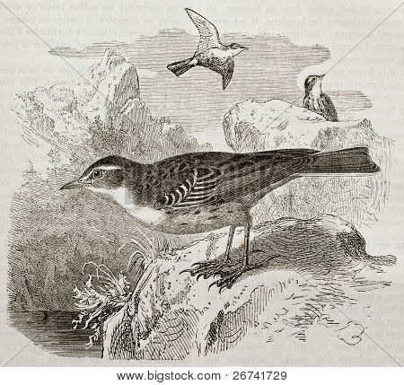 น้ำ Pipit ภาพเก่า (Anthus spinoletta) สร้าง โดย Kretschmer เผยแพร่เมื่อเด Merveilles 