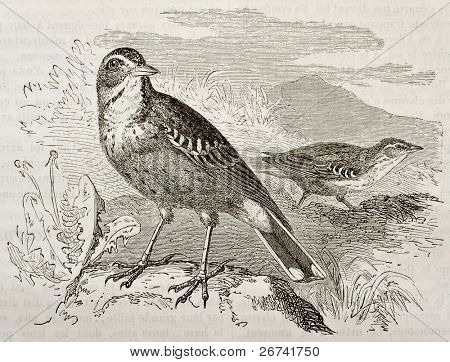 Tawny Pipit เก่าภาพ (Anthus campestris) สร้าง โดย Kretschmer เผยแพร่เมื่อเด Merveilles 