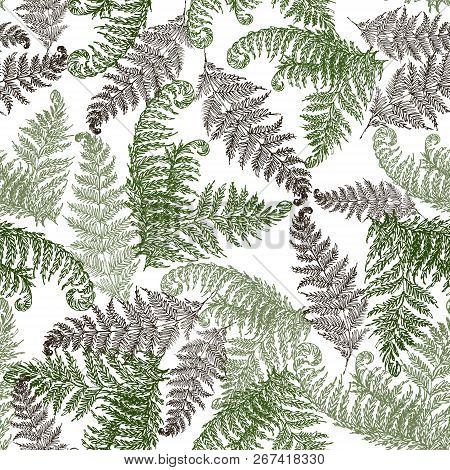 Fern Herbs, Tropical Forest Plant Leaves Seamless Vector Wrapping Paper. Modern Herbal Pattern. Brac