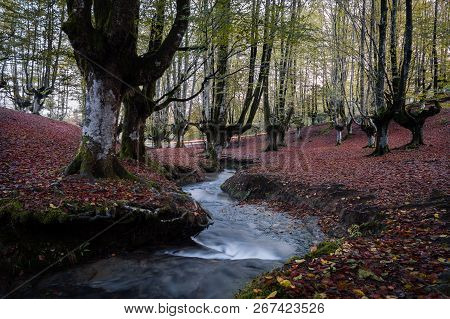 Colorful Beech Forest, With A Nice Stream Passing Between The Big Trees Of The Otzarreta Forest, Wit