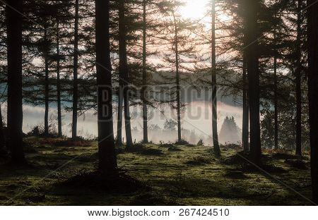 Magnificent Trees Through A Beautiful Fog In The Fields Of The Valley. The Treetops Protrude From Th