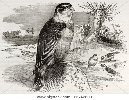 Sněhule staré ilustrace (Plectrophenax nivalis). Vytvořil Kretschmer a Schmid, publikované o