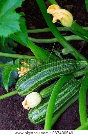 Zucchini Plant.  Zucchini Flower. Zucchini Growing. Green Vegetable Marrow Growing On Bush