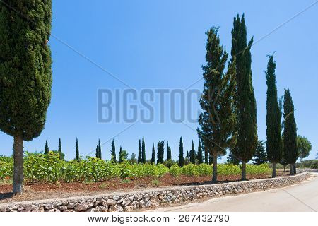 Santa Cesarea Terme, Apulia, Italy - Sunflowers Alongside The Country Roads Of Apulia