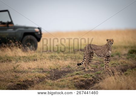 Cheetah Stands In Savannah With Truck Behind