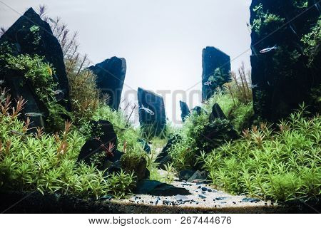 Beautiful Tropical Aqua Scape, Nature Aquarium Green Plant An Tropical Colorful Fish In Aquarium Fis