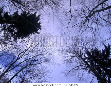 Sous les arbres