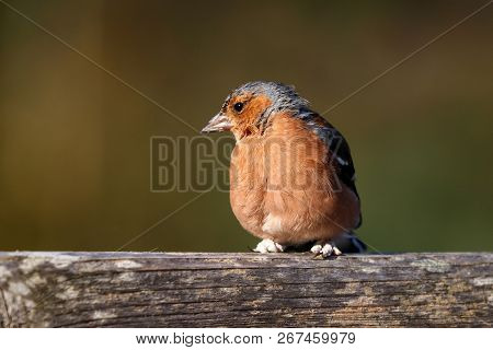 A Male Chaffinch With Deformed Feet Caused By A Condition Called Scaly Leg Or Fringilla Papilloma Vi