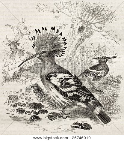 Hoopoe old illustration (Upupa Epops). Created by Kretschmer and Schmid, published on Merveilles de la Nature, Bailliere et fils, Paris, ca. 1878