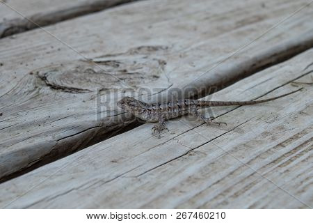 A Grey Lizard On The Grey Deck With Bokeh Effect