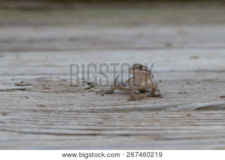 A Prairie Lizard On The Deck With Bokeh Background.