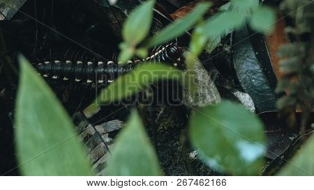 Yellow Spotted Tractor Millipede Walks Across The Forest Floor