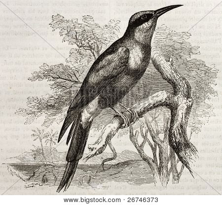Norte (Merops nubicus) de la vieja ilustración del Carmine bee-eater. Creado por Kretschmer, publicada on Me