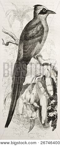 Modrá korunován Motmot staré ilustrace (Momotus momota). Vytvořil Kretschmer a Wendt, zveřejněné na