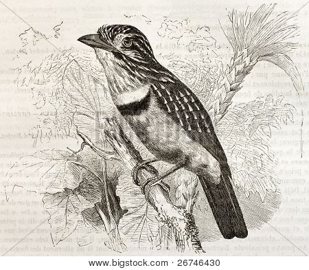 Parraton Barbet vanha kuva (Monasta fusca). Luoma Kretschmer ja Wendt, Julkaisija M