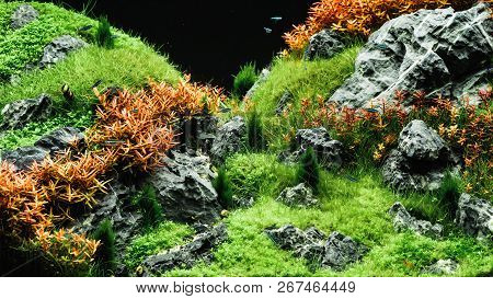 Beautiful Tropical Aqua Scape, Nature Aquarium Green Plant An Tropical Colorful Fish In Aquarium Fis