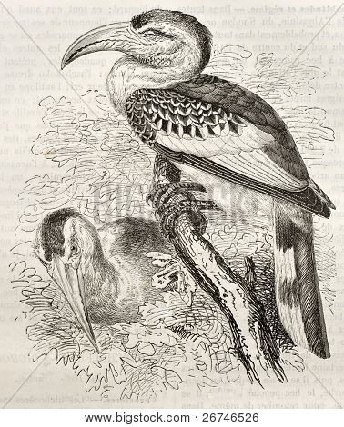 Rød-faktureret Hornbill gamle illustration (Tockus erythrorhynchus). Lavet af Kretschmer og Illner, pub