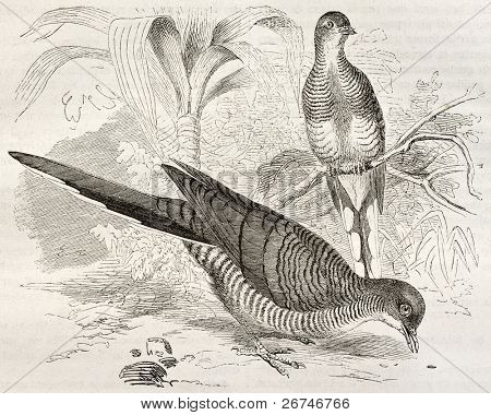 Zebra Dove gamle illustration (Geopelia striata). Lavet af Kretschmer, udgivet på Merveilles de la