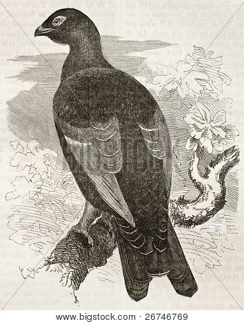 Rackelhahn 오래 된 그림 (Lyrurus medius)입니다. Kretschmer, Merveilles 드 라 N에 의해 만들어진