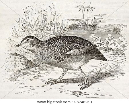 일반적인 Buttonquail 오래 된 그림 (Turnix sylvaticus)입니다. Kretschmer, Merveil에 의해 만들어진