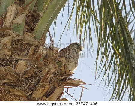 Bird Of Prey - Falcon Sits On Top Of A Palm Tree And Looks Out For Prey