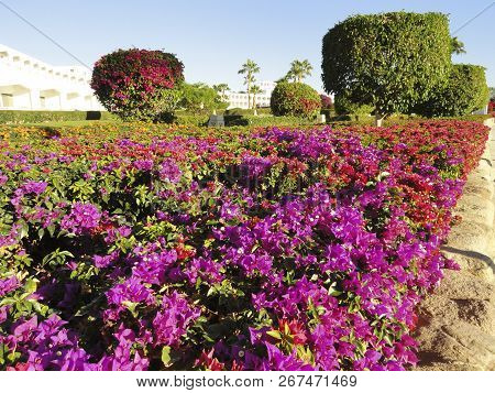 Beautifully Decorated Well-groomed Embankment, With Trimmed Bushes, Flowers, Palm Trees. Bougainvill