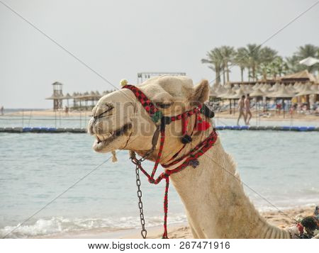 Egypt: A Smiling White Camel On The Beach For Fun On A Sunny Day