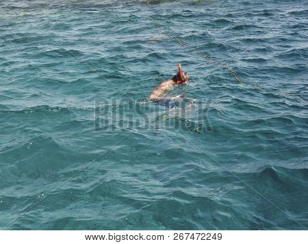 Swimmer With A Mask And Snorkel Engaged In Snrkelling In The Red Sea - Examines The Underwater World