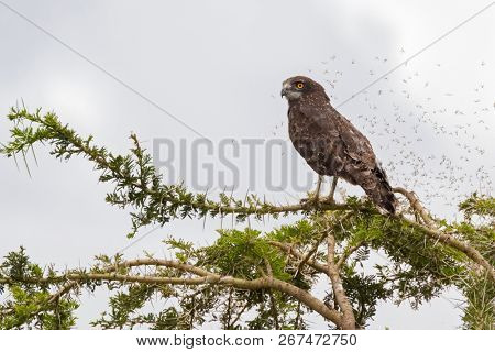 Brown Snake eagle bird of prey with many bugs flying around, perching on thorny tree at Serengeti National Park in Tanzania, East Africa (Circaetus cinereus)