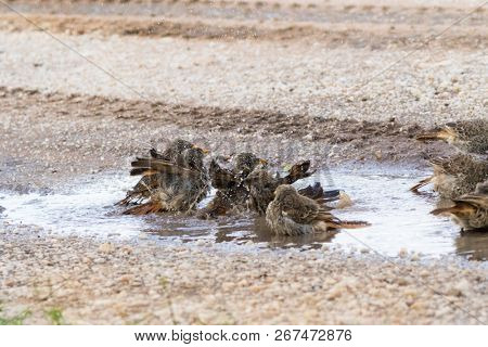 Rufous-tailed Weaver birds shower bathing in small pothole on street at Serengeti National Park in Tanzania, East Africa (Histurgops ruficauda)