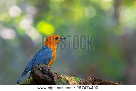 Beautiful Colorful Bird, Orange-headed Thrush (geokichla Citrina) Standing On The Log, Southern Of T