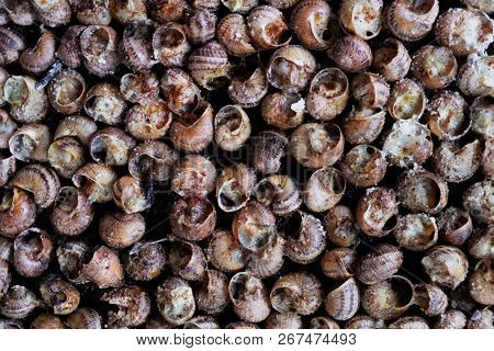 high angle view of a tray of caragols a la llauna, a recipe of snails typical of Catalonia, Spain