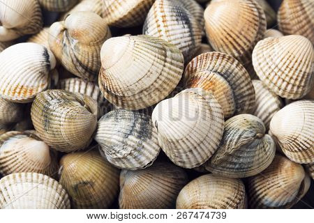 Fresh Cockles Seafood Background. Cerastoderma Edulis. Bivalve Mollusc From Atlantic Coast. Galicia 