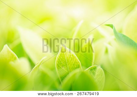 Green Leaf In The Morning With Sunlight At Garden ,natrural Green Plants. Image Use For Background C
