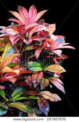 Codiaeum Or Croton, Indoor Plant Isolated On A Black Background With Clipping Path.