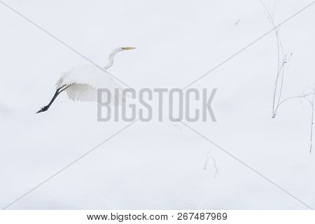 White Bird Flying Against The Background Of White Snow