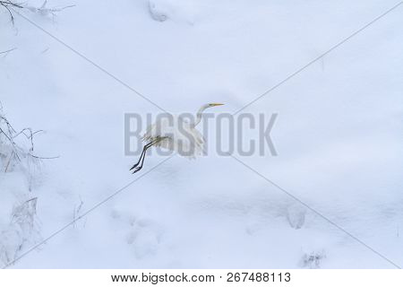 White Heron Flying In The Background Of White Snow