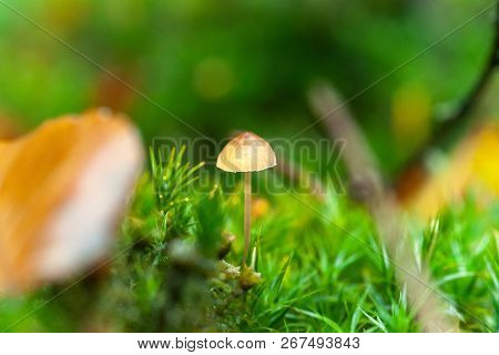 Mycena, Poisonous Fungi, Small Saprotrophic Mushrooms On Dead Tree In Forest Preserve