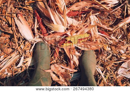 Farmer Standing Directly Above Corn Cob On The Ground, Leftovers For Gleaning In Harvested Cultivate