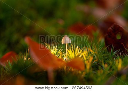Mycena, Poisonous Fungi, Small Saprotrophic Mushrooms On Dead Tree In Forest Preserve