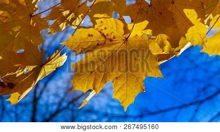 Autumn Leaves Of Norway Maple (acer Platanoides)