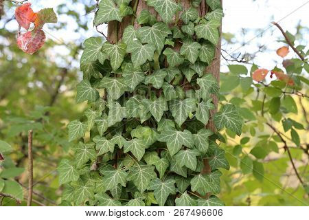 Ivy. Creeping Shrubs Clinging To Their Adventitious Roots Of The Walls