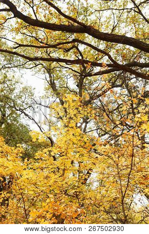 Tree Crown In The Autumn Forest Day Time