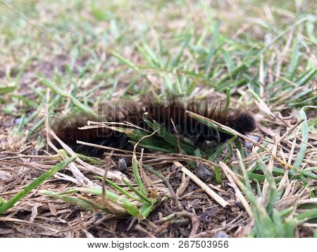 Black Smooth Caterpillar Crawling On The Stone Surface