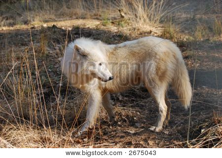 Lobo polar